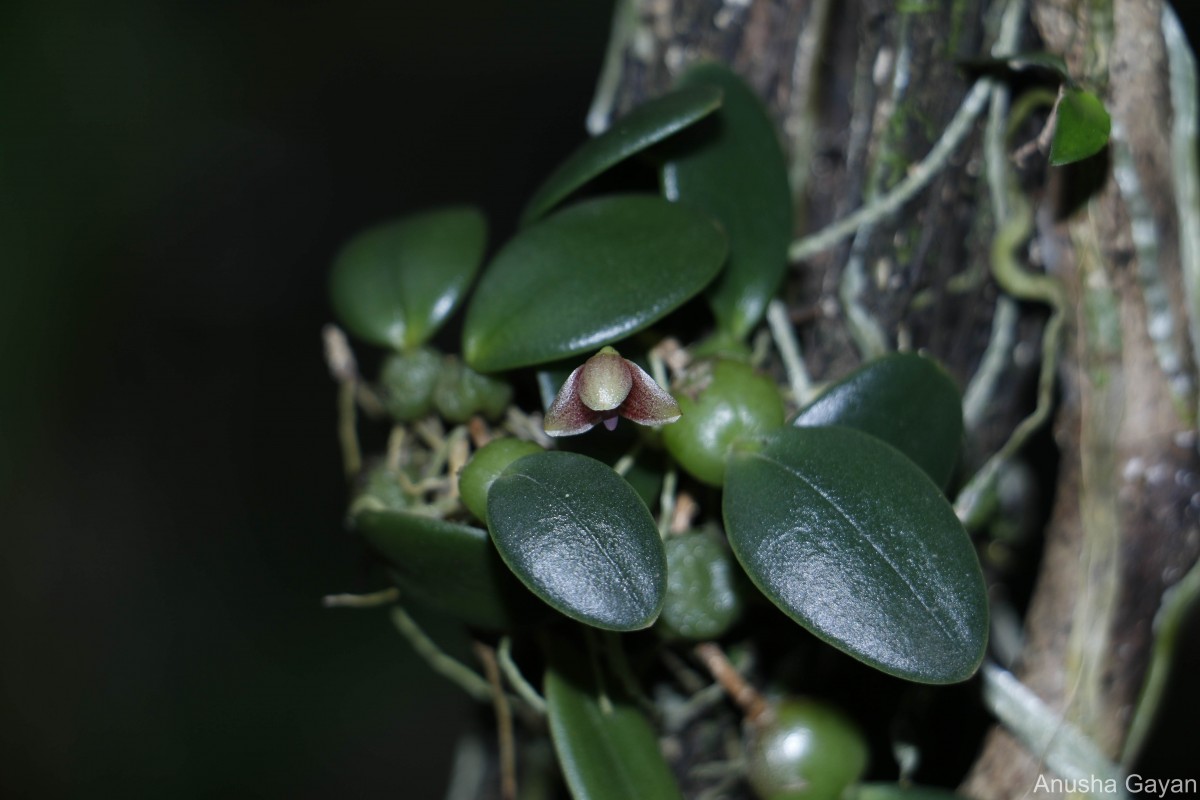 Bulbophyllum crassifolium Thwaites ex Trimen